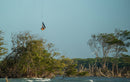 Rider a saltar com o Duotone Evo SLS 2026 sobre uma lagoa com mangais no Brasil