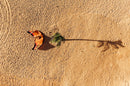 Aerial view of the North Carve Orange folded on the sand beside a palm tree's shadow